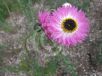 Rhodanthe chlorocephala rosea