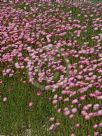 Rhodanthe chlorocephala rosea