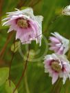 Rhodanthe manglesii