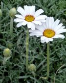 Rhodanthemum catananche