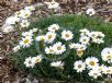 Rhodanthemum catananche