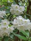 Rhododendron decorum