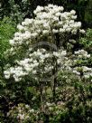 Rhododendron decorum