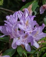 Rhododendron ponticum