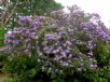 Rhododendron ponticum