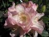 Rhododendron Hardy Hybrids