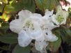 Rhododendron Hardy Hybrids