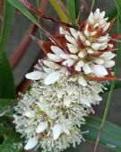 Richea dracophylla