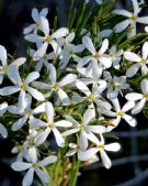 Ricinocarpos pinifolius