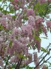 Robinia ambigua Decaisneana