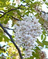 Robinia pseudoacacia Frisia