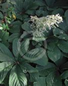 Rodgersia aesculifolia