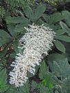 Rodgersia aesculifolia