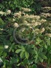 Rodgersia aesculifolia