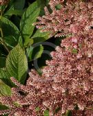 Rodgersia pinnata