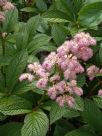 Rodgersia pinnata