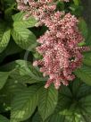 Rodgersia pinnata