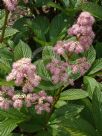 Rodgersia pinnata