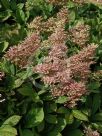 Rodgersia pinnata