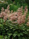 Rodgersia pinnata