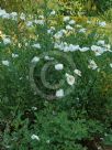 Romneya coulteri