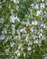 Rosmarinus officinalis Tuscan Blue