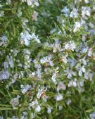 Rosmarinus officinalis Tuscan Blue