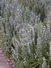 Rosmarinus officinalis Tuscan Blue