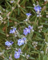 Rosmarinus officinalis