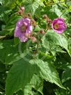 Rubus odoratus