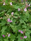 Rubus odoratus