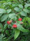 Rubus rosifolius