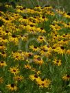 Rudbeckia fulgida