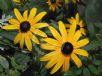 Rudbeckia hirta