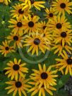 Rudbeckia hirta