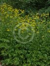 Rudbeckia laciniata