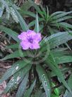 Ruellia simplex