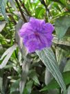 Ruellia simplex