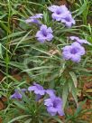 Ruellia simplex