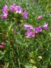 Ruellia macrantha