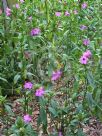 Ruellia macrantha