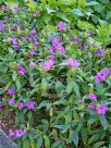 Ruellia macrantha