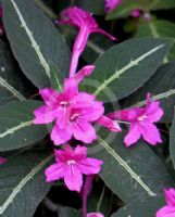 Ruellia makoyana