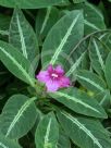 Ruellia makoyana