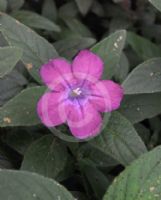 Ruellia squarrosa