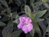 Ruellia squarrosa