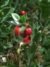 Ruscus aculeatus