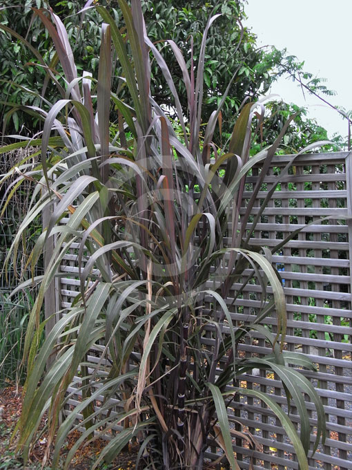 Saccharum officinarum Violaceum Purple Sugar Cane
