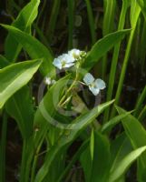 Sagittaria lancifolia