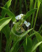 Sagittaria lancifolia